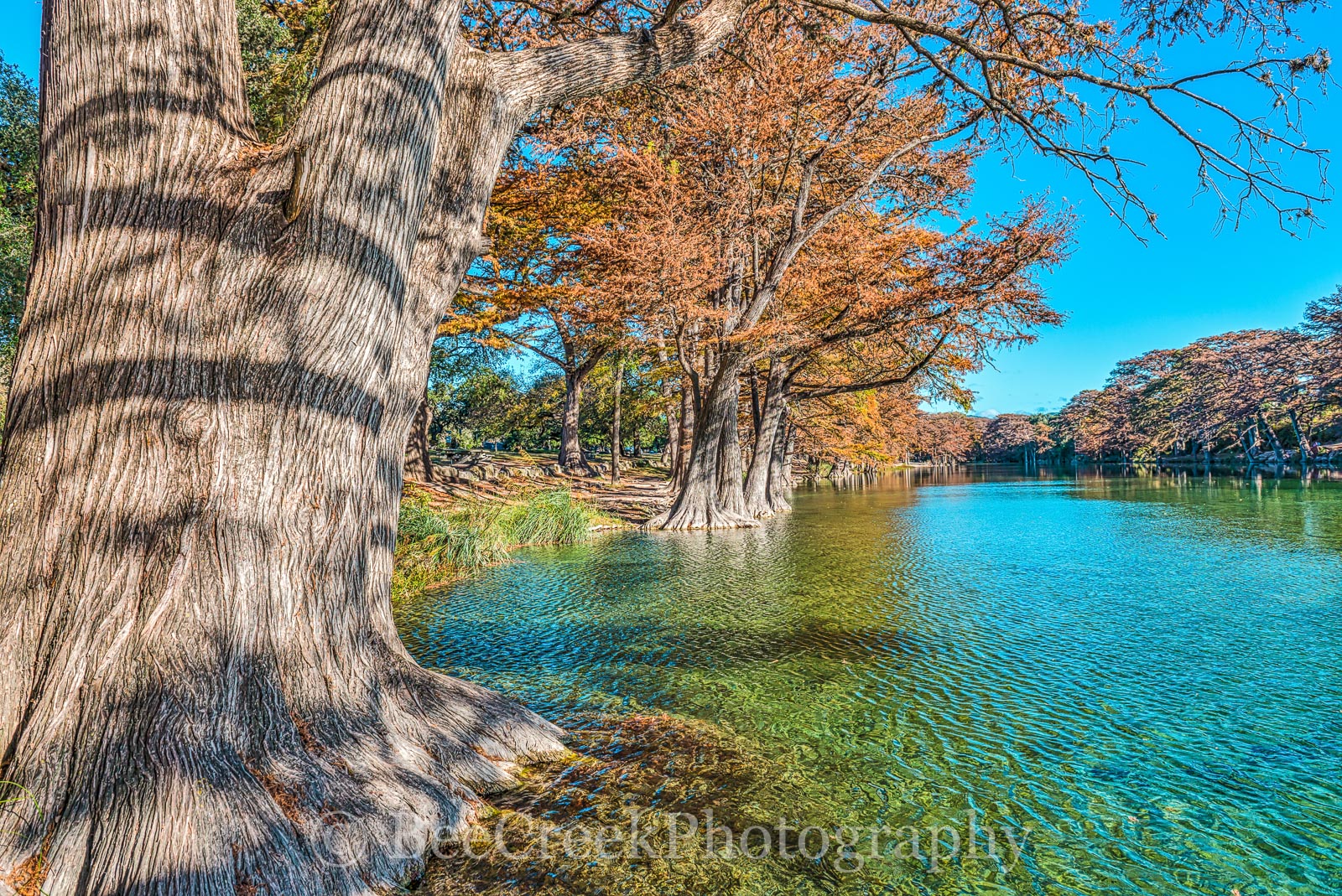 America, American, Frio River, Garner State Park, blue green waters, blue water, colorful, cypress trees, emerald, fall, fall colors, fall cypress trees, fall trees, images of Texas, landscape, landsc