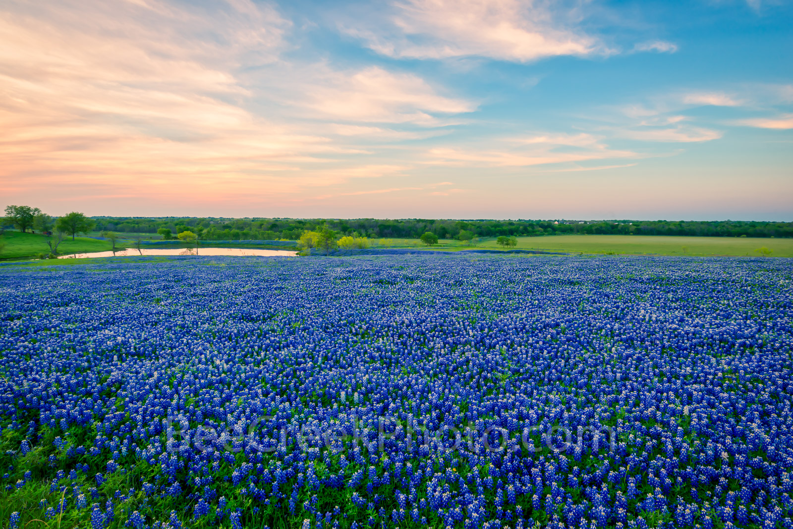 Bluebonnet Images - Bluebonnets Sunset at Lake- A field of Texas bluebonnets taken at sunset as the cloud backlight with these...