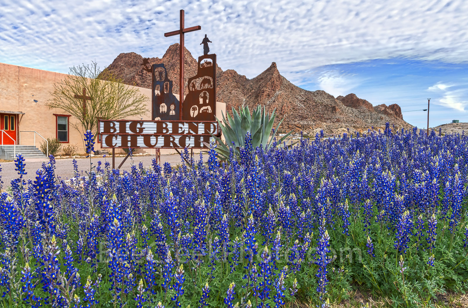 bluebonnets, big bend church, texas wildflowers, images of bluebonnets, texas bluebonnets, Big bend bluebonnets, Terlingua, Study Butte - Terlingua, west texas, usa,