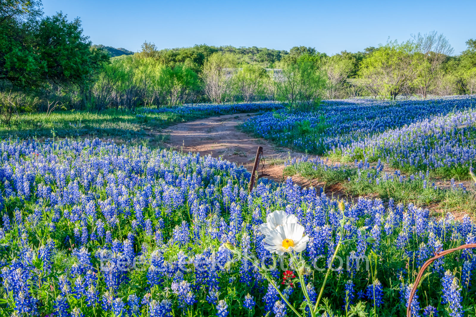 poppies, texas bluebonnets, bluebonnets, wildflowers, texas hill country, texas, field of bluebonnets, blue bonnets, poppy, hill country, shadows, light, road, mesquite, blue, sun, curved road, images