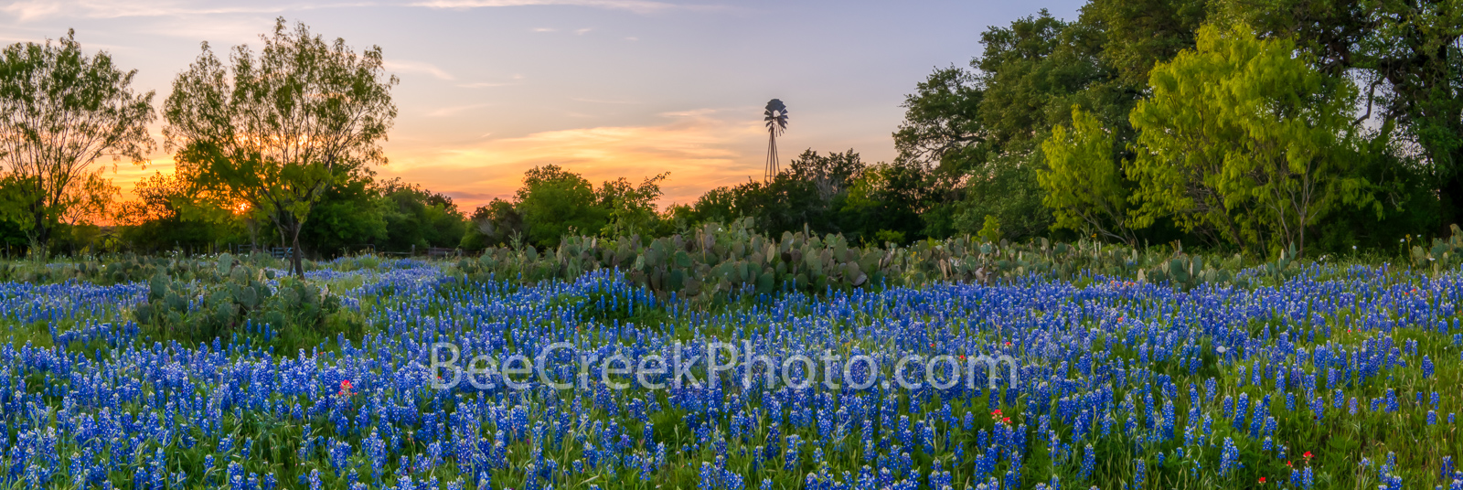 Sunset Glow over Texas Bluebonnets Pano - Texas bluebonnets at sunset in the hill country with cactus, a windmill, and a sunset...