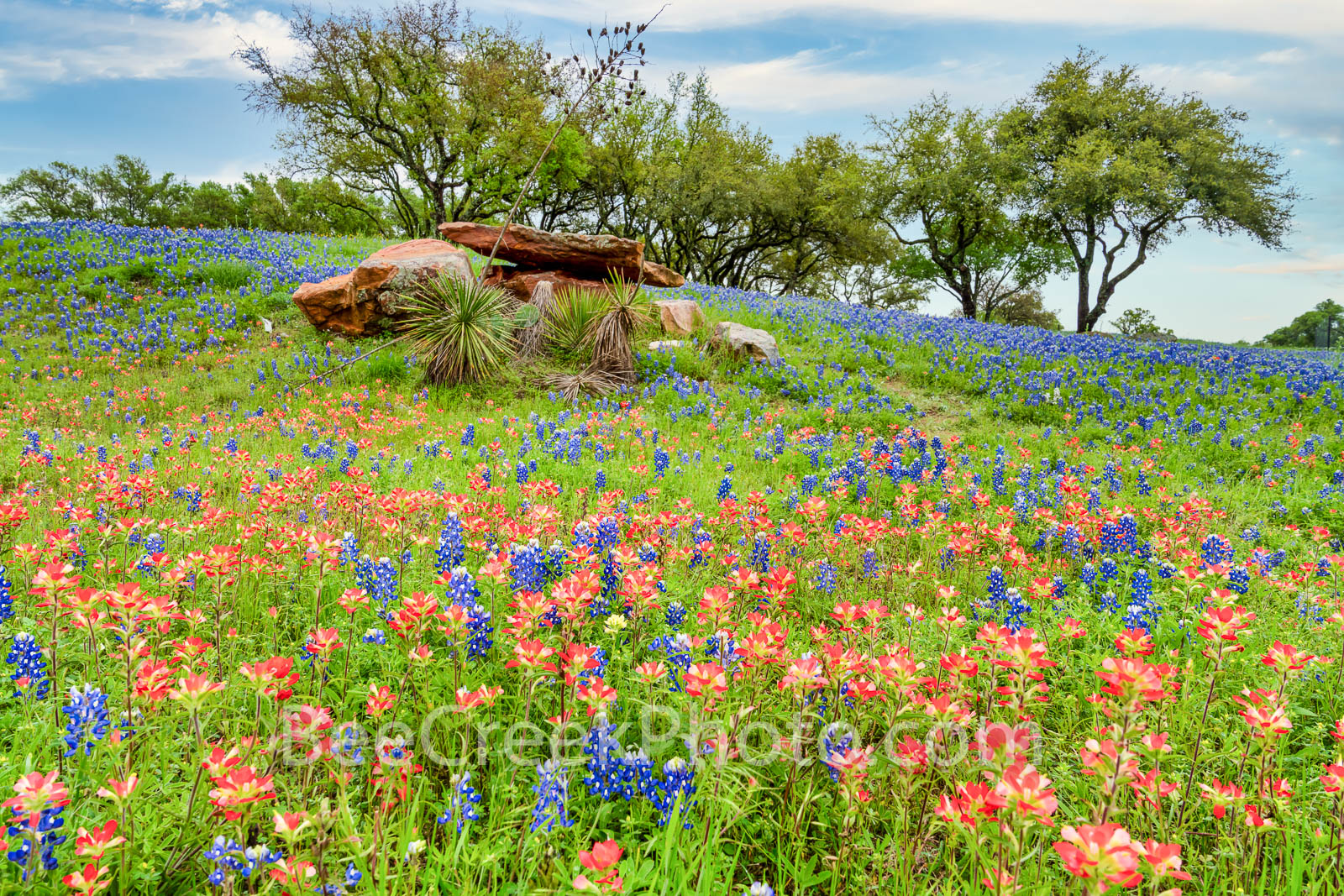 texas wildflowers, wildflowers, wildflower, bluebonnets, bluebonnet, texas bluebonnets, indian paintbrush, texas hill country, flowers, spring, hill country, image of wildflowers, images of bluebonnet