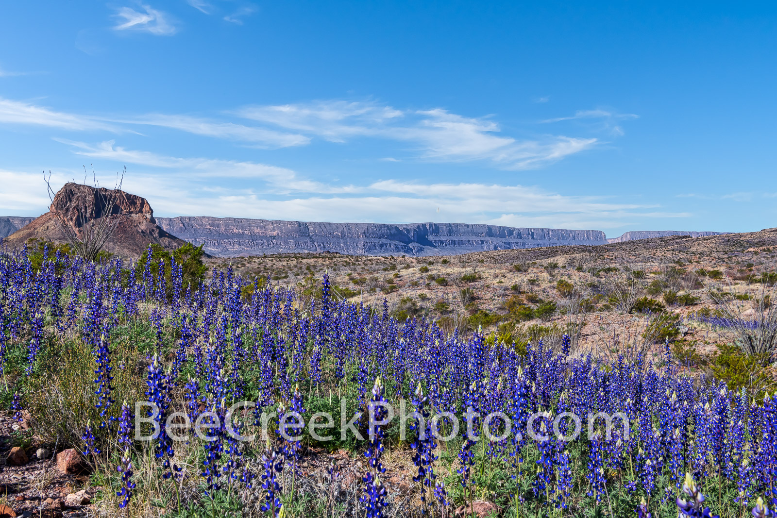 Big Bend Bluebonnets - Big Bend bluebonnets panorama in Big bend National Park as the wildflowers climb up the mountain sides...