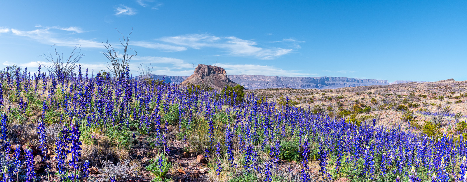 Big Bend Bluebonnets Pano - Big Bend bluebonnets panorama in Big bend National Park as the wildflowers climb up the mountain...