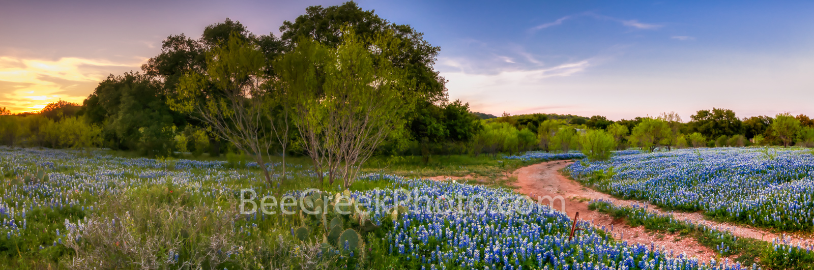 Bluebonnet Sunset Landscape Pano - We came back here the next day and waited around for sunset to capture this image of this...