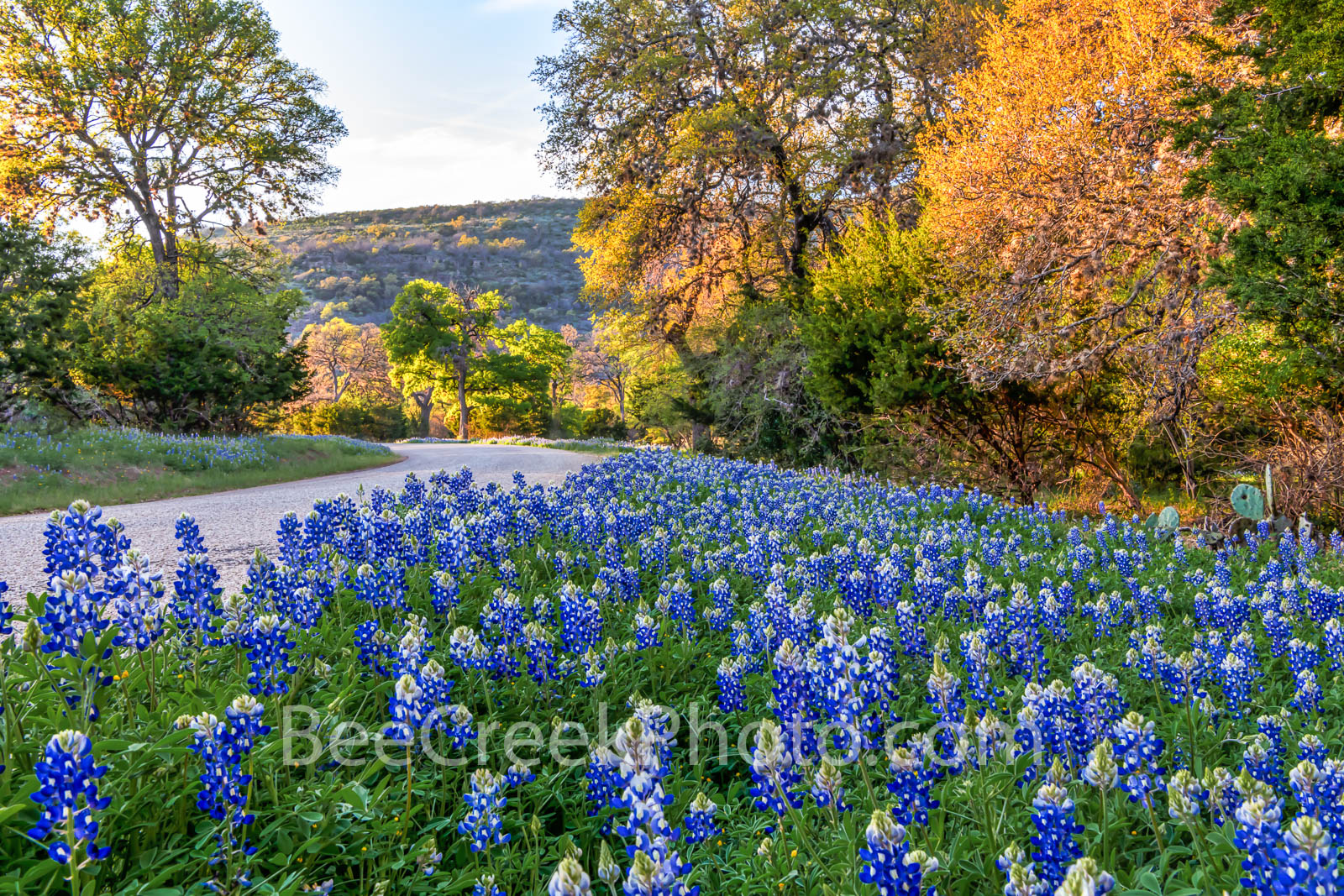 bluebonnets, texas bluebonnets, bluebonnet, wildflowers, texas wildflowers, texas hill country, llano, willow city loop, backroads, hill country, golden glow, sun, road, road side bluebonnets, road si