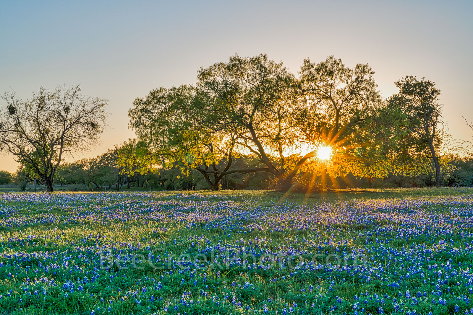 bluebonnets, bluebonnet field, lupine, mesquite, sunset, rays, wildflowers, photographed, legislature, state flower, Texas, Texas hill country, Lady Bird Johnson, Highway Beautification Act,