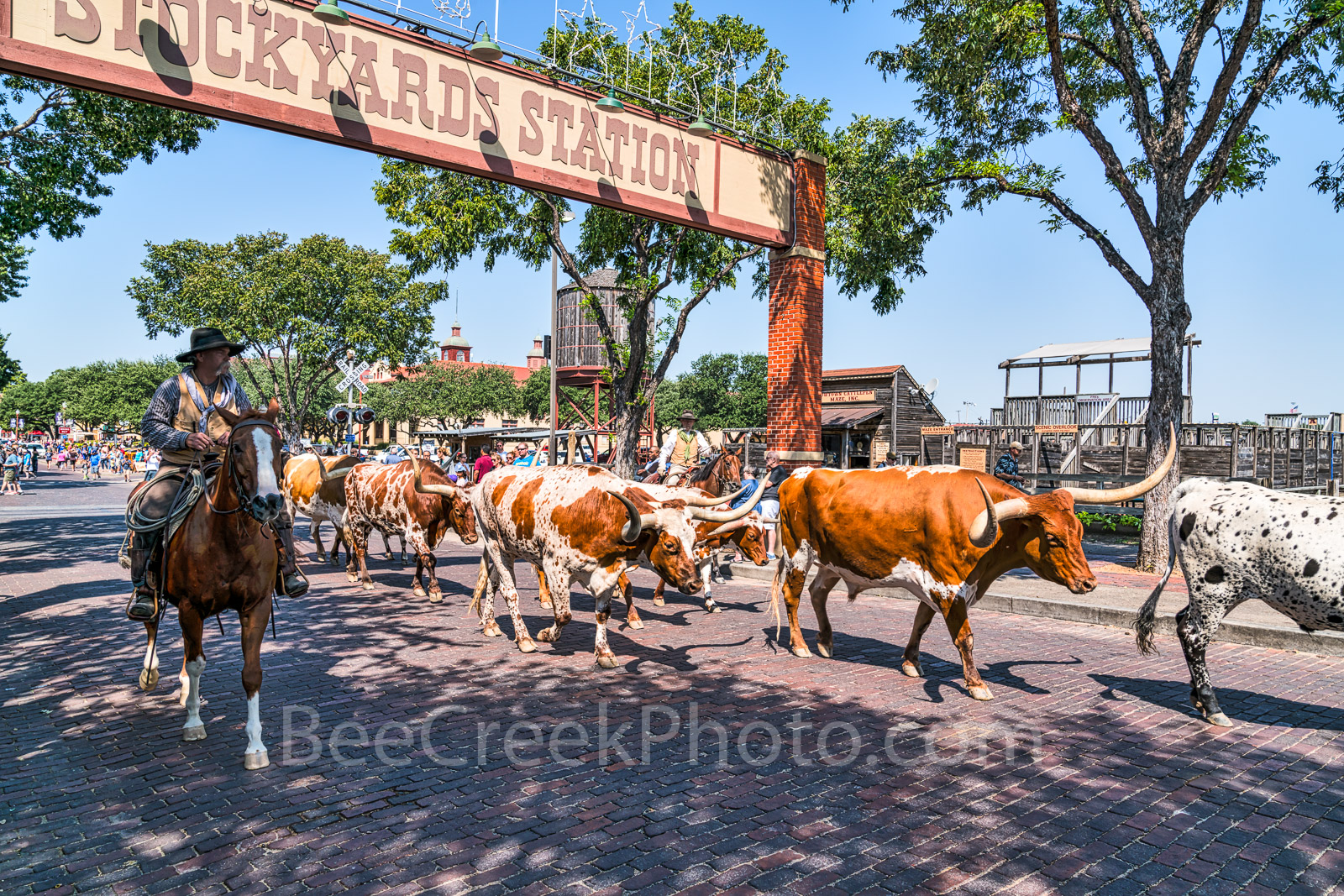 Cattle Drive at StockYards -  Another capture of the longhorn being hearded down the street at the Cattle Drive Stockyard in...