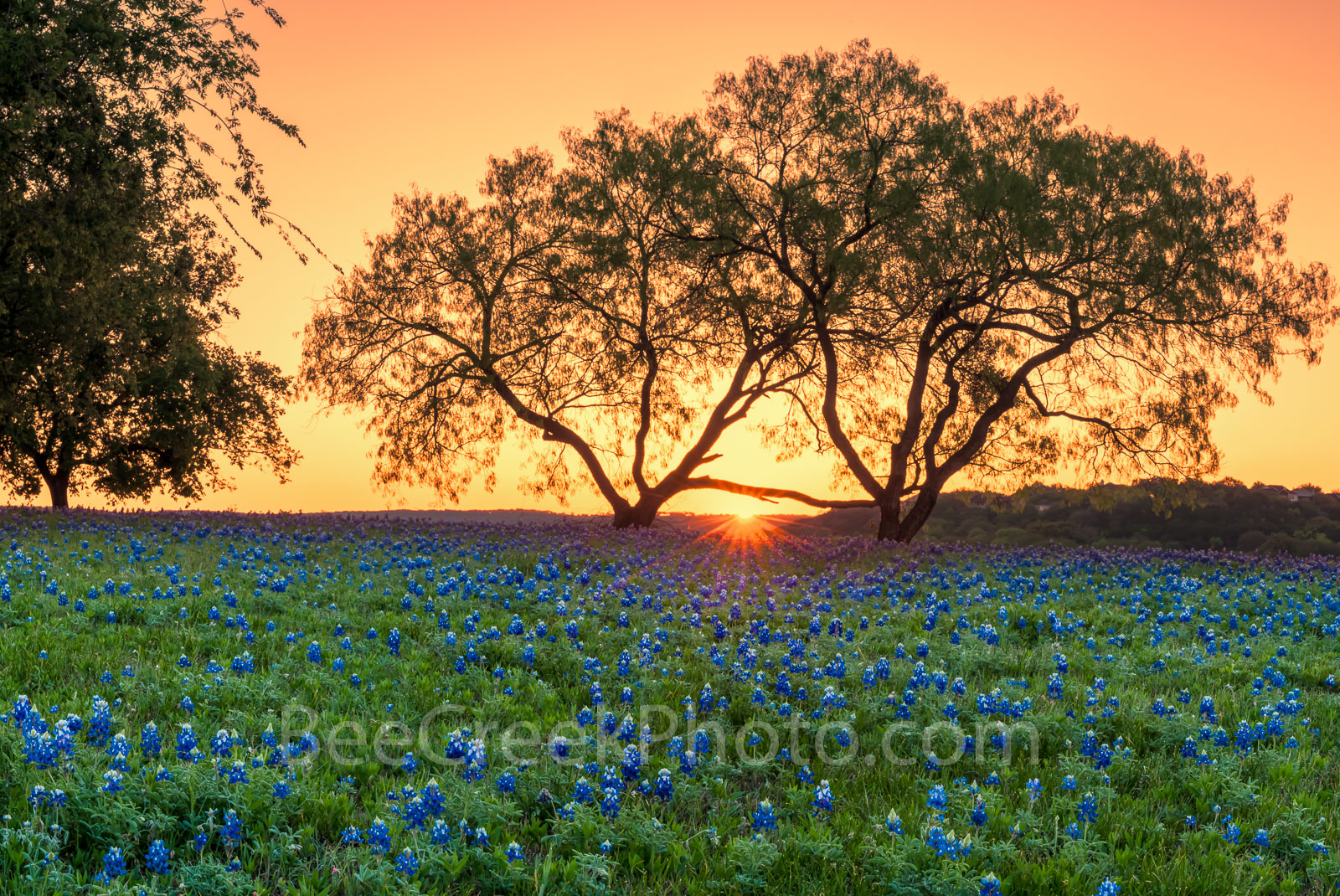 Bluebonnets, sunrise, field of bluebonnets, bluebonnets, wildflowers, mesquite tree, Texas bluebonnet, texas hill country, Lady Bird johnson, Highway beautification act, spring, spring flowers, landsc