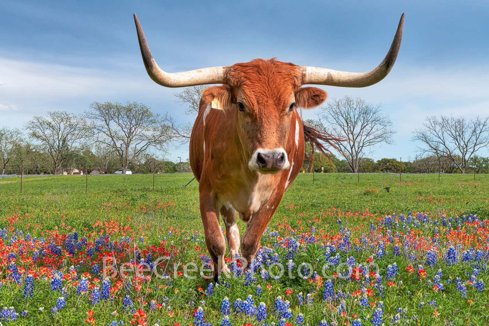 Longhorn Close Up in Wildflowers - Texas wildflower and a Longhorn close up in the Texas hill country. We were driving the back...