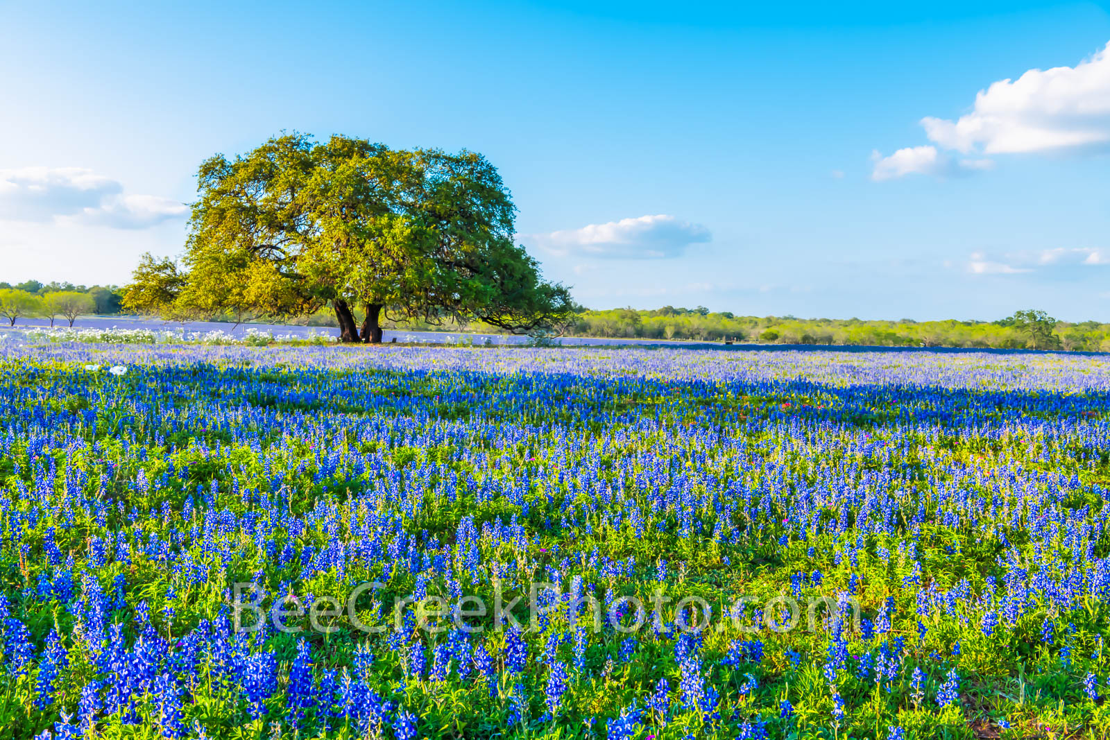 oak tree, bluebonnets, mesquite trees, ranch, poppies, texas wildflowers, San Antonio, Poteet, Texas, green, blue, field, south texas, images of texas, bluebonnets in texas, tx,