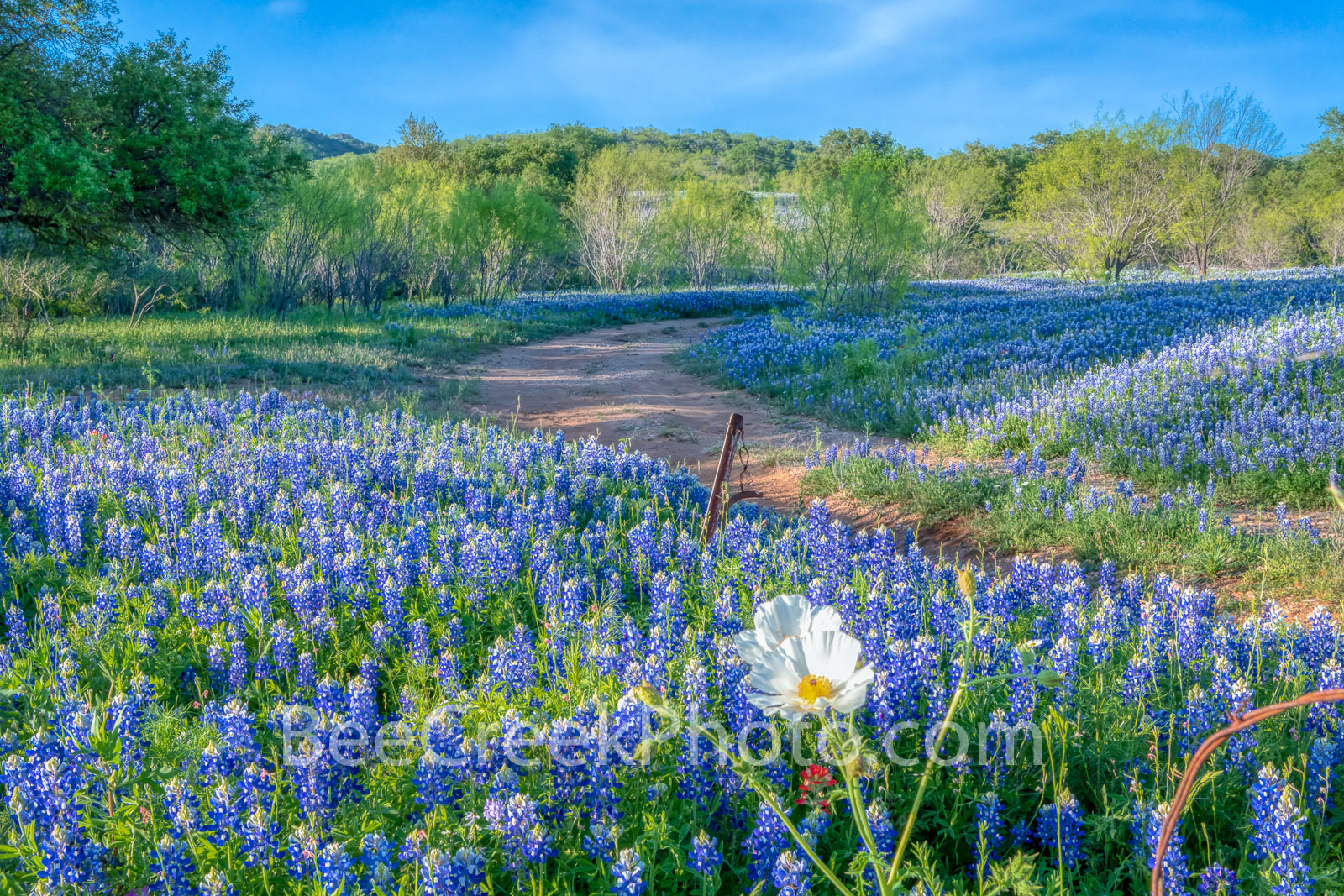 poppies, texas bluebonnets, bluebonnets, texas wildflowers, wildflowers, texas hill country, texas, field of bluebonnets, hill country, road, mesquite, blue, images of bluebonnets, pictures of blueb