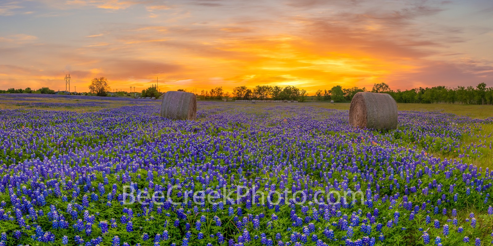 Texas Bluebonnets, bluebonnets, sunset, hay bales, sunrays, sun rays, red, popped, colorful, flowers, wildflowers, indian paintbrush, Sunset Over Texas Bluebonnets, Sunset Over Texas Bluebonnets Wild,