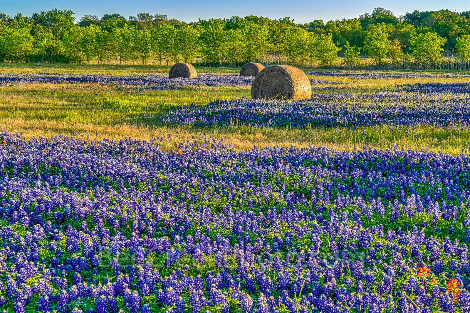 Texas bluebonnets, hay bales, indian paintbrush, rural texas, field of haybales, wildflowers, landscape,