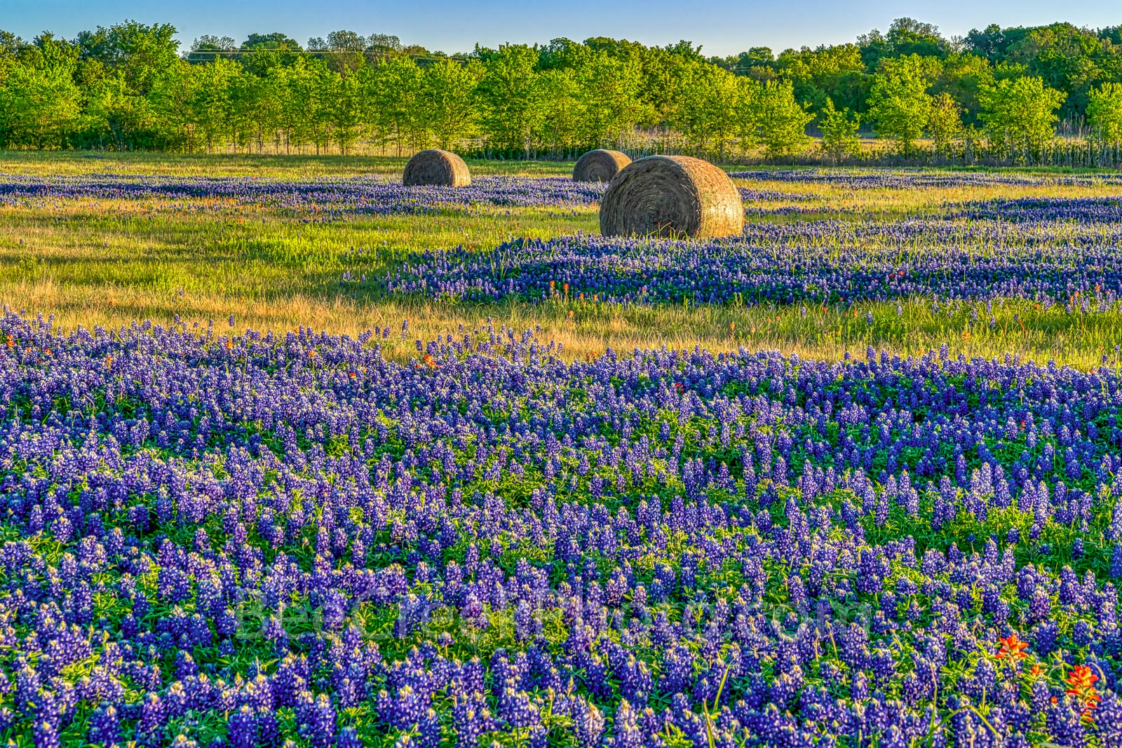 Texas Bluebonnets and Hay bales Landscape - The morning light kiss this field of hay bales with Texas bluebonnets and a pop of...