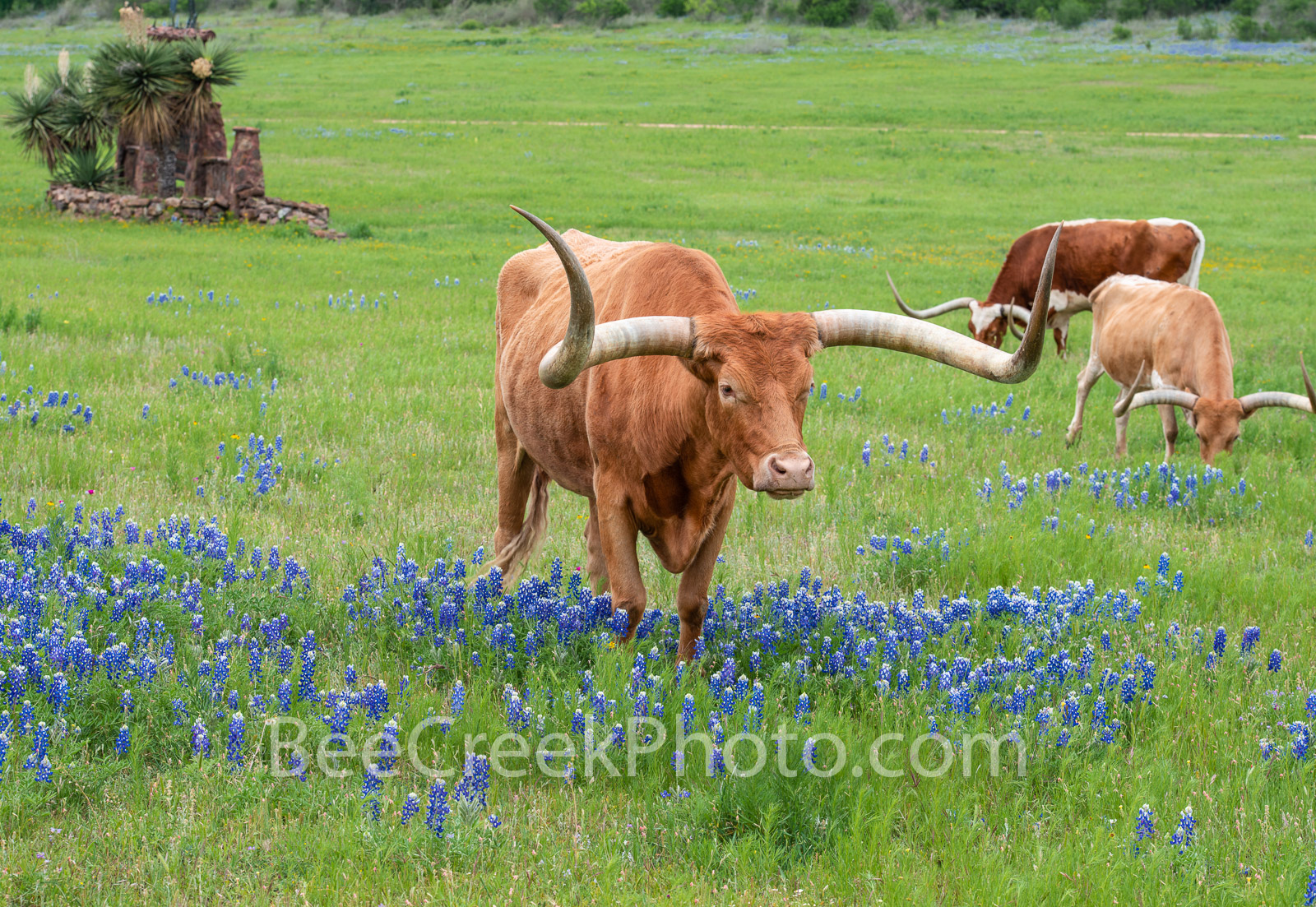 Keywords:Bluebonnets, texas bluebonnets, Longhorns, cows, steers, hill country, Texas hill country, Llano, Texans, wildflowers, green grass,