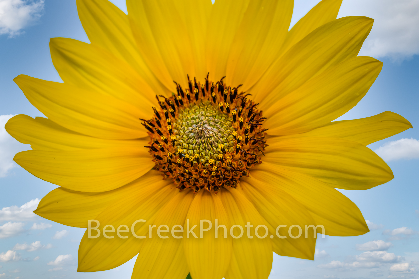 Texas Sunflower
